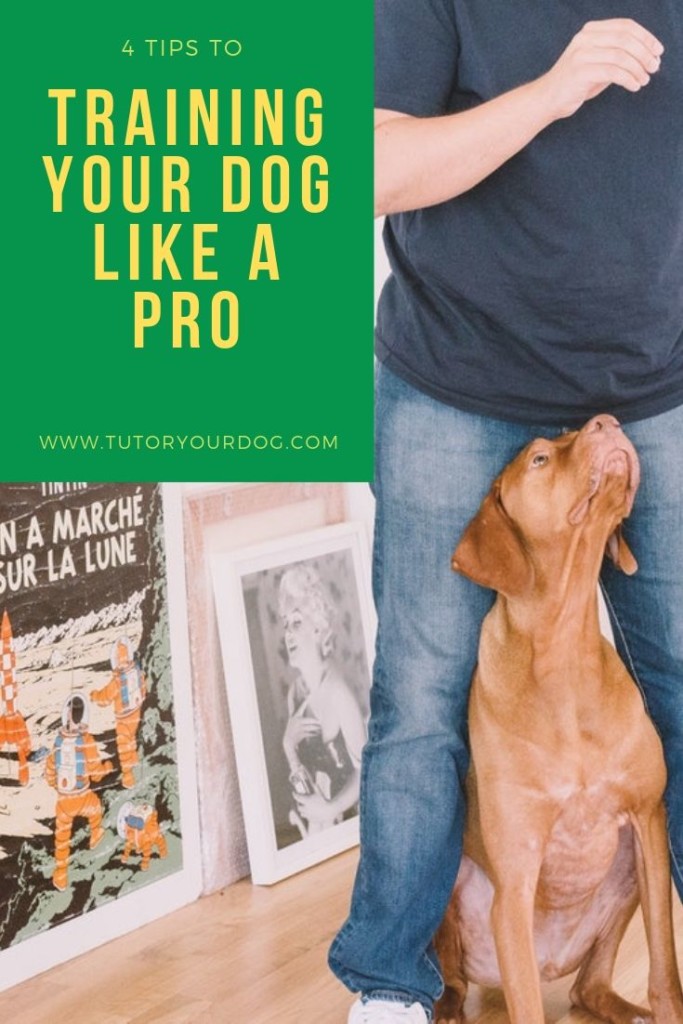 Train your dog like a pro with our 4 simple tips.  Have a well mannered dog that you can be proud to show off to friends and family.  Click through to start training your dog today.