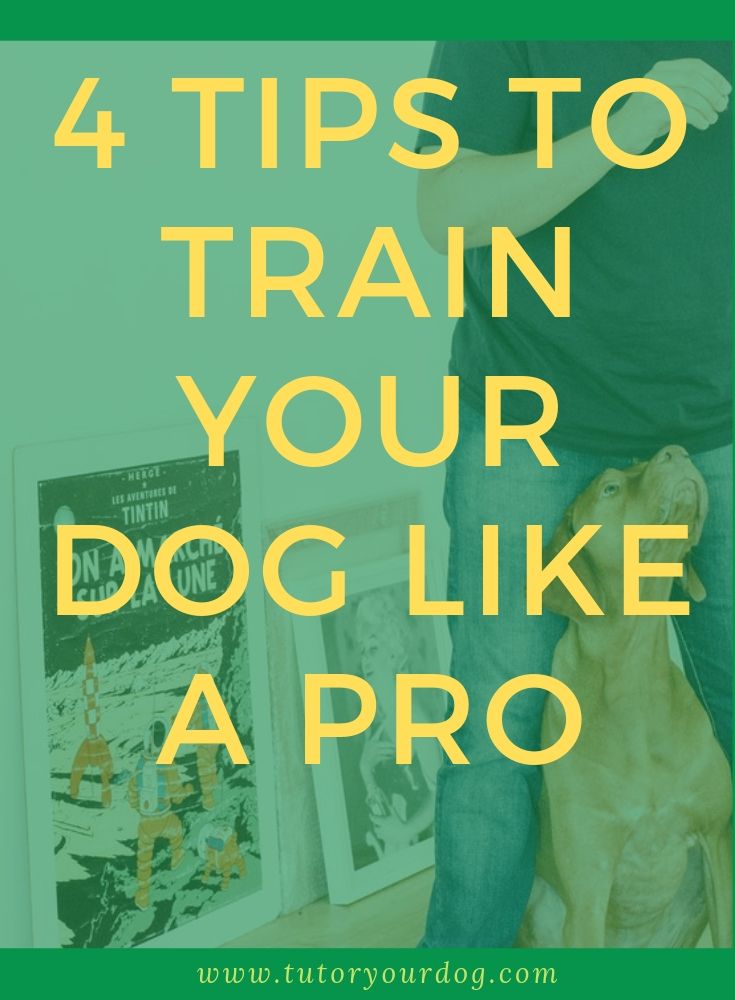 Having a well mannered dog that is easier than you thought when you learn how to properly train your dog.  There are certain things that dog trainers know that can help you with training your own dog.  Click through to read our 4 tips to train your dog like a pro.