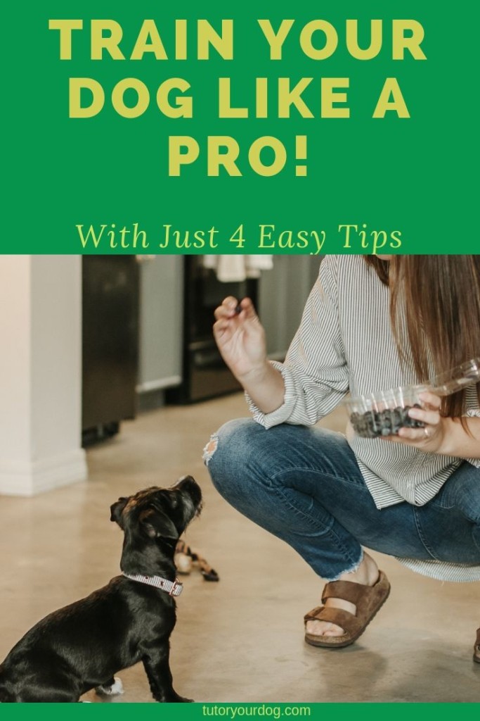 Dog training does not have to be complicated.  Learning how to train your dog like a pro will help you have a well mannered dog that is a pleasure to have as a part of your family.  Click through to read the article.