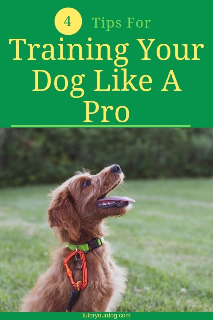 Have you ever seen a well trained dog and wondered how you could have a dog like that?  With our 4 tips for training your dog like a pro you can turn your dog in to a well mannered dog that is a pleasure to take anywhere.  Click through to read the article.  #dogtraining #howtotrainyourdog #trainyourdoglikeapro