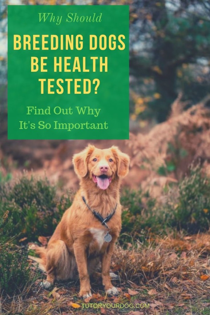 When looking for a puppy, look for dog breeders who health test their breeding dogs.  Click through to find out why it's important for dog breeders to health test their dogs.