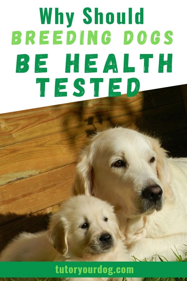 If you are looking for a puppy find out why it's important to find a breeder who health tests their dogs. Every dog should have health testing done before being bred.  Click through to find out why this is so important.  
