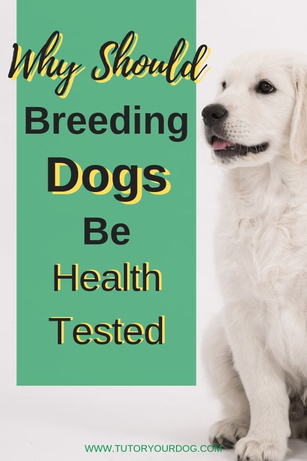 When you are looking for a puppy be sure to check that the breeder has done health testing on the parents.  Click through to find out why breeding dogs should be health tested.  #findapuppy #findaresponsiblebreeder 