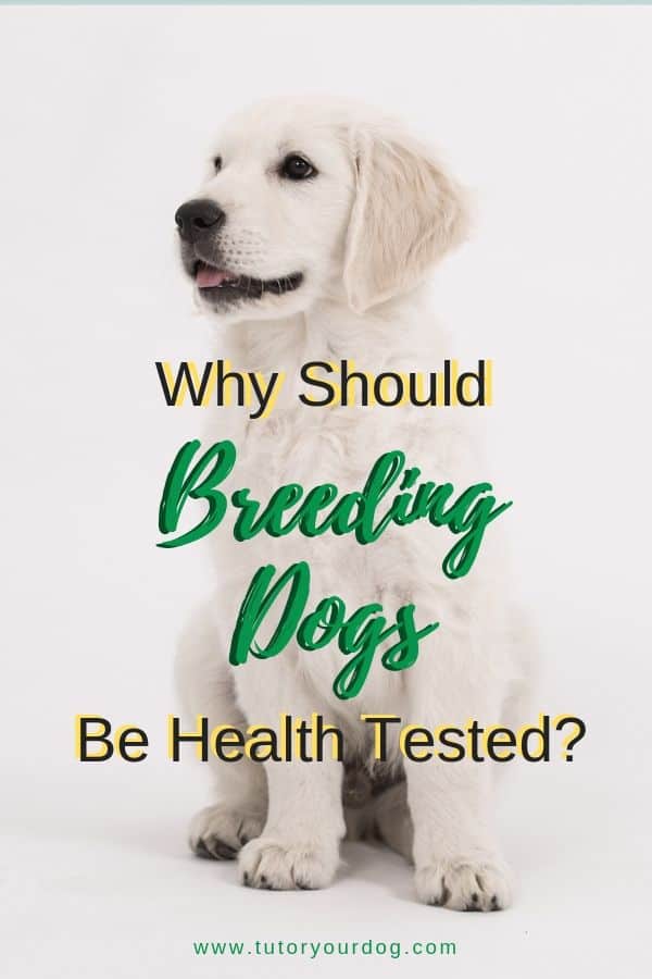 Why should breeders health test their breeding dogs?  Click through to find out why it's important to buy a puppy from a breeder who health tests.