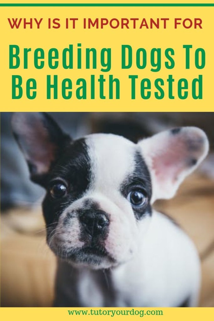 Responsible dog breeders health test their dogs before breeding them.  Click through to find out why it's important for breeding dogs to be health tested.  #responsibledogbreeding #healthtesteddogs