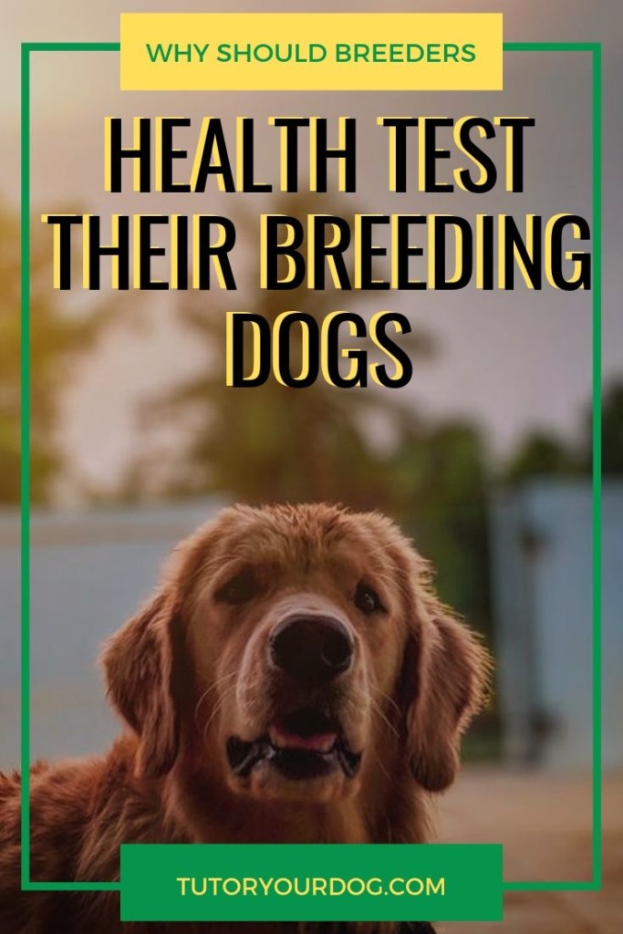 Responsible dog breeders health test their dogs before using them for breeding.  If you are looking for a puppy you need to find a breeder that health tests.  Click through to find out why breeders should health test their breeding dogs.