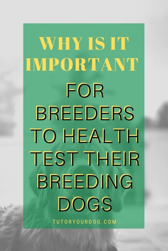 If you are looking to add a puppy to your family, make sure you ask the breeder for proof of health testing.  Click through to find out why it is important for dog breeders to health test their breeding dogs.
