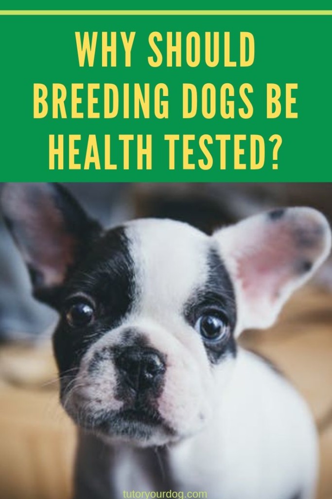 Why should breeding dogs be health tested?  Click through to find out why it's important to for dog breeders to health test their breeding dogs.