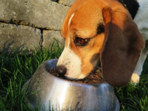 Feed your dog out of a bowl.