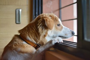 Help your dog cope with separation anxiety.