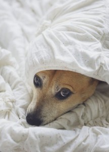 Help your dog cope with separation anxiety.