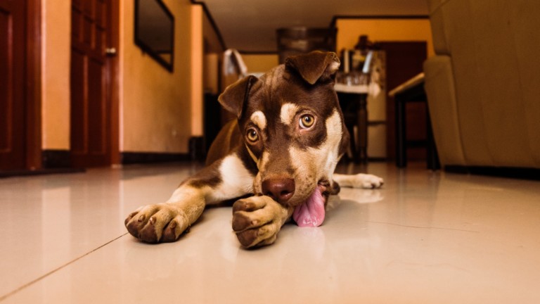 5 Reasons Why Dogs  Constantly Lick Themselves