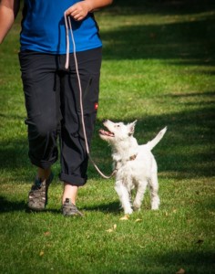 the don'ts of dog training