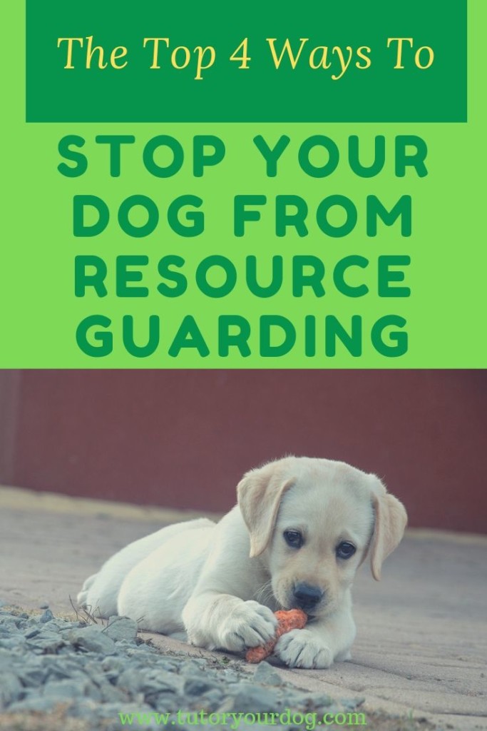 Does your dog growl or try to bite you when you go near his food or toys?  This is called resource guarding.  If your dog is possessive of his food and toys this can escalate to become a big problem.  Click through to learn the top 4 ways to stop your dog from resource guarding.
#stopdogpossessiveness #stopdogresourceguarding #dogtraining