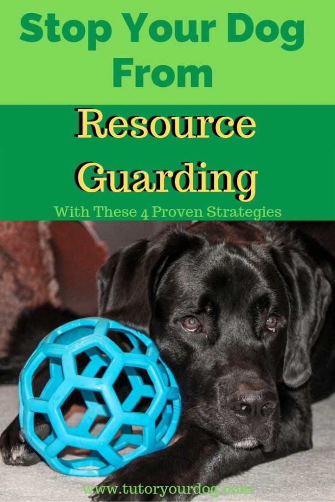 Have you been struggling to stop your dog from resource guarding?If your dog growls or shows his teeth at you when you go near his food or toys this can quickly get out of control.  Click through to learn our 4 top ways to stop your dog from resource guarding.
#dogtraining #resourceguarding