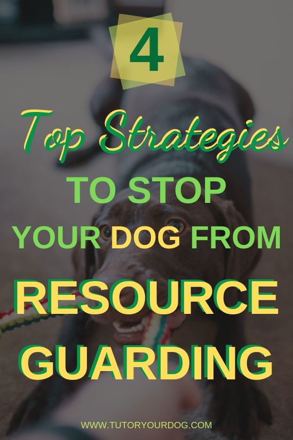 Have you been struggling to stop your dog's possessiveness?  If your dog growls or shows his teeth when you go near his toys or food, this is called resource guarding.  Click through to read our 4 top strategies to stop your dog from resource guarding.
#dogtraining #resourceguarding