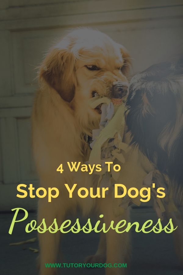 Has your dog been growling at you when you go near his food or toys?  This is called resource guarding and it needs to be stopped before the behavior escalates.  Click through to learn our 4 top strategies for stopping your dog from resource guarding.  
#dogtraining #resourceguarding