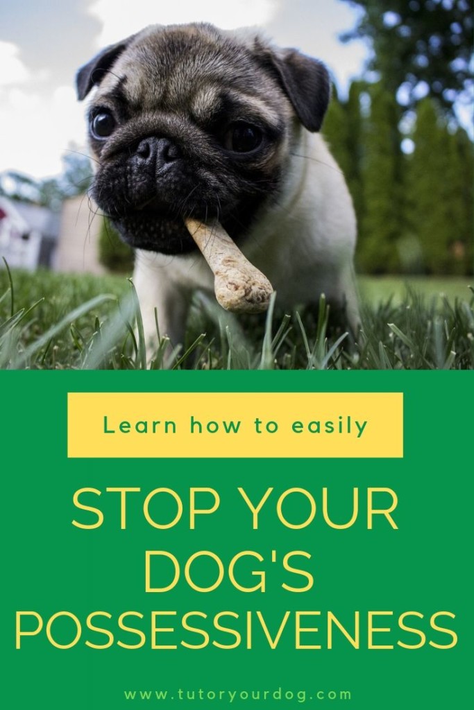 Resource guarding is  common problem among dogs.  It needs to be stopped before it gets out of control.  Click through to learn how to easily stop your dog's possessiveness.
#dogtraining #resourceguarding