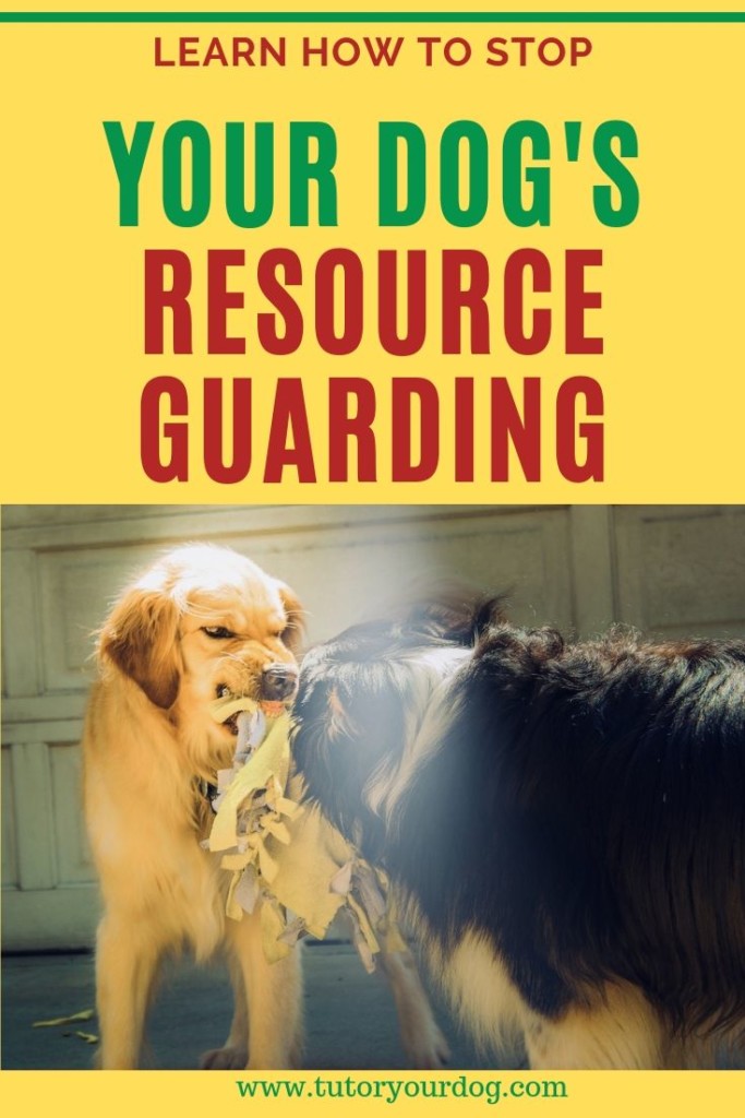 Some dogs are very possessive of their food and toys, they may even growl at you or show their teeth.  Resource guarding is a behavior that needs to be stopped right away so that it doesn't escalate.  Click through to learn how to stop your dog's resource guarding.
#dogtraining #resourceguarding