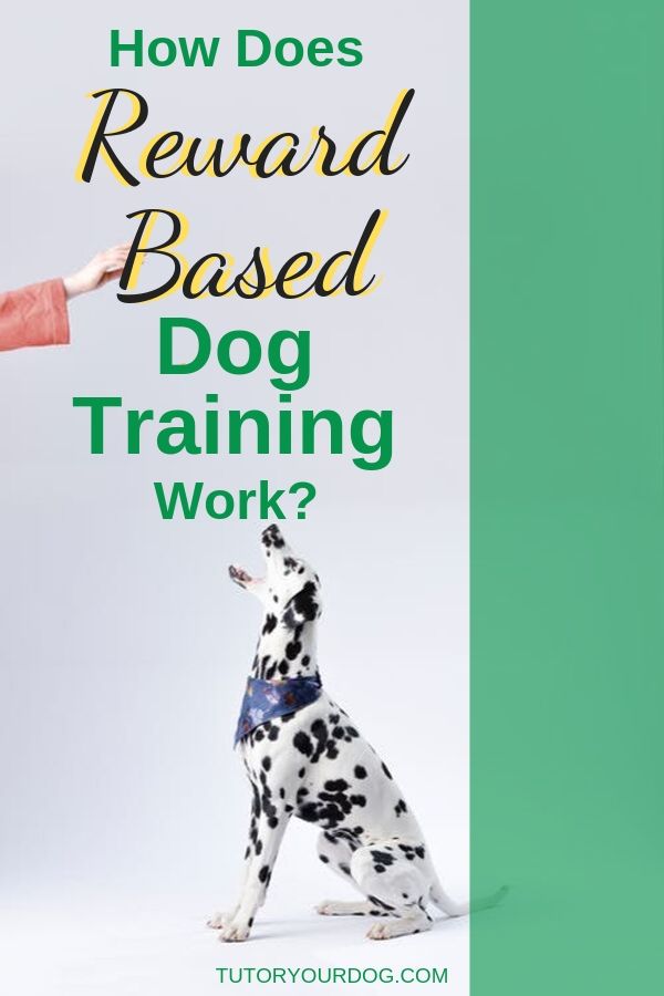 There are many different ways to train a dog.  Doing your research to find out what method of training works best for your dog is important.  One of the most popular ways to train a dog is through reward based dog training, also known as positive reinforcement dog training.  Click through to learn how reward based dog training works.