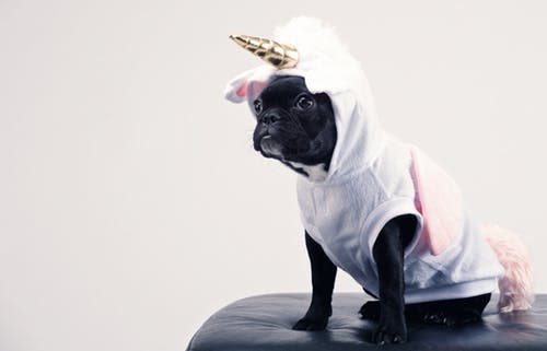 Dressing Your Dog Up For Halloween