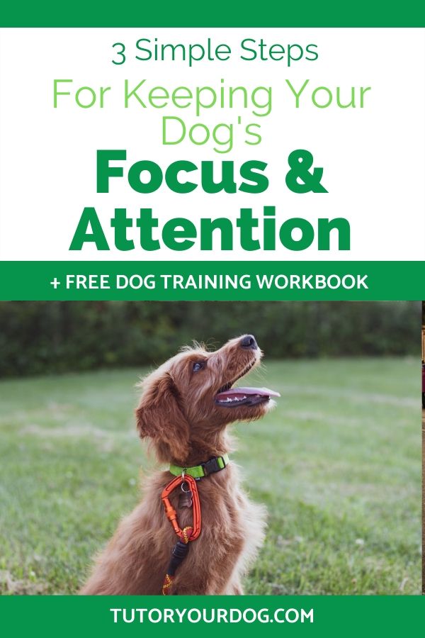 For dog training to be successful it is important to learn how to keep your dog's focus and attention.  Learn how to teach this essential command.  Click through to read the article.  