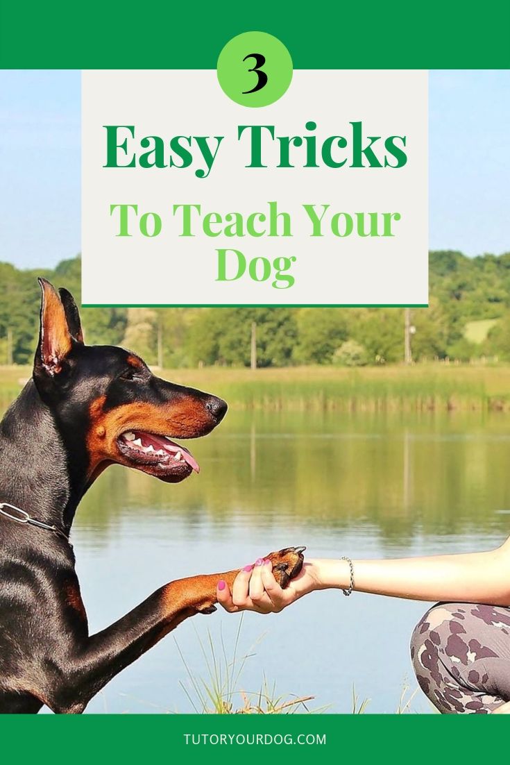 Easily teach your dog 3 cute tricks.  Learn how to teach your dog to beg, shake hands and shake his head no with easy to follow instructions.  Click through to read the article.