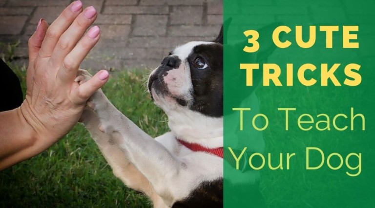 3 Cute Tricks To Teach Your Dog