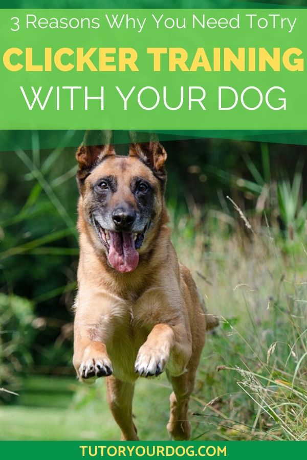 Training your dog is a necessary part of dog ownership.  If you want your dog to learn a new trick quickly, try clicker training with your dog.  Clicker training allows you to train your dog quicker than other methods, click through to read the article to find out why.  