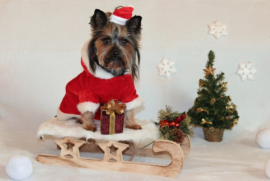 Christmas scene for dog holiday photo.  