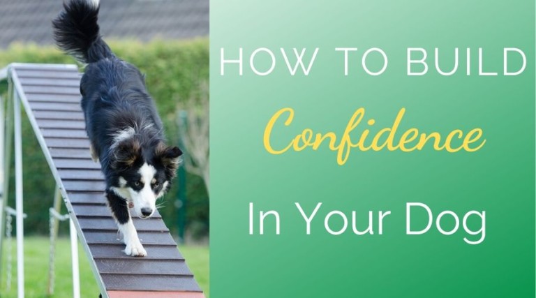 How To Build Confidence in Your Dog