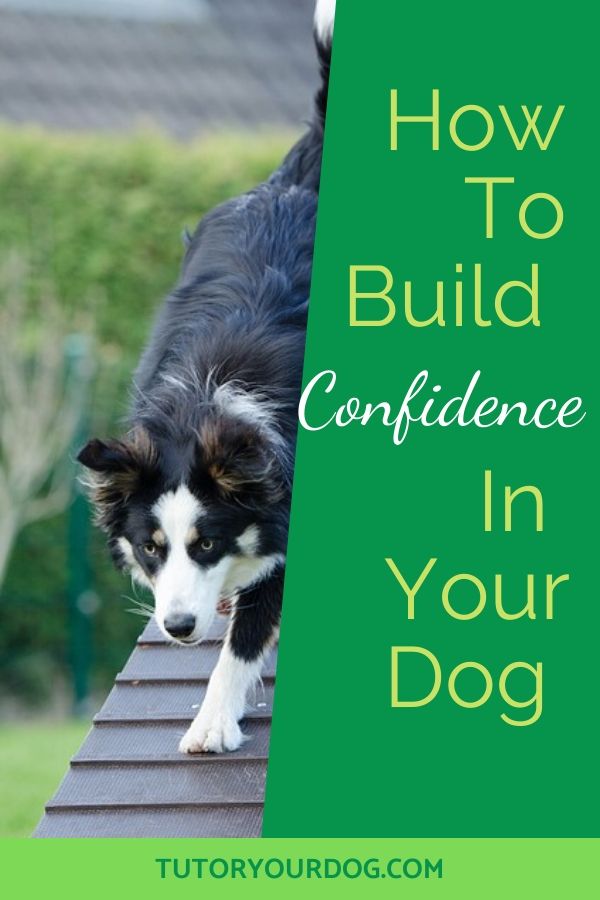 Learn how to build confidence in your dog.  Many dogs lack confidence and are insecure.  We can help them by building up their confidence.  Click through to read the article to find out how to help your insecure dog gain confidence.  