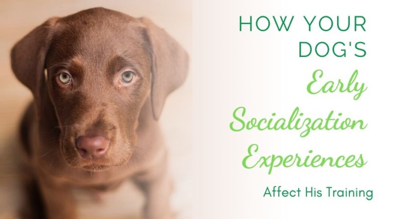 How Your Dog’s Early Socialization Experiences Affect His Training