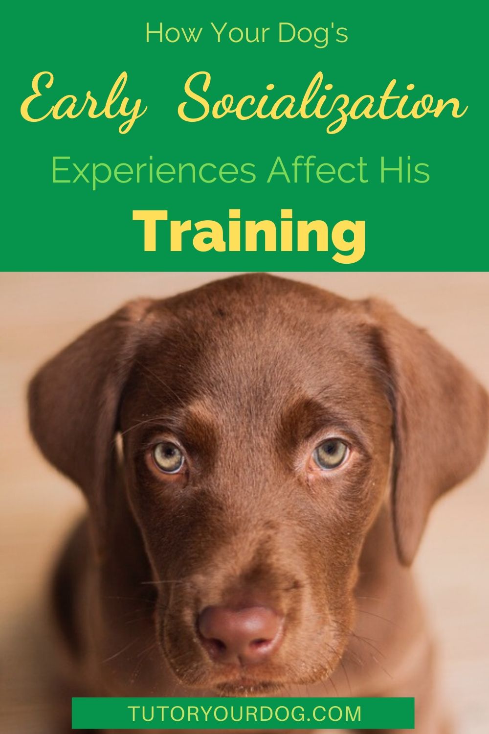 Your dog's early experiences affect his training in many ways. Early socialization is important for your dog to be easily trainable when he's older. Click through to read the article.  