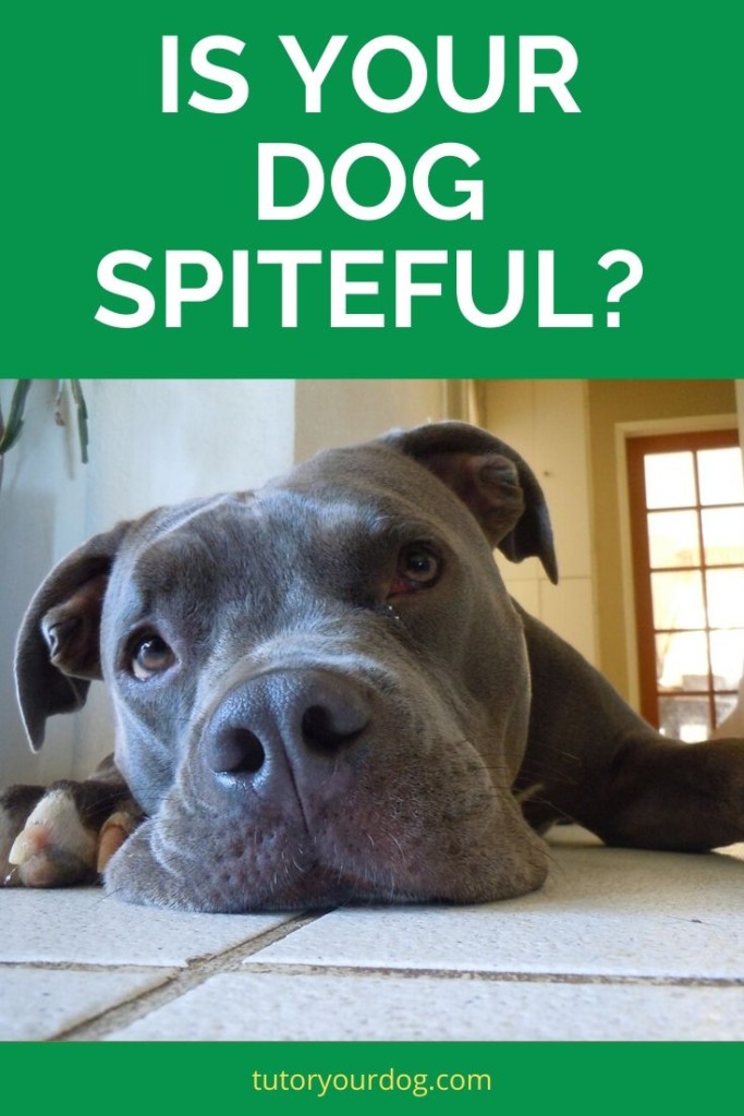 Is your dog spiteful?  When you come home to shredded furniture and paper all over the house, you might think that your dog was angry that you left.  But the truth is he is suffering from separation anxiety.  Learn more by clicking through to read the article.  #destructivedog #separationanxiety