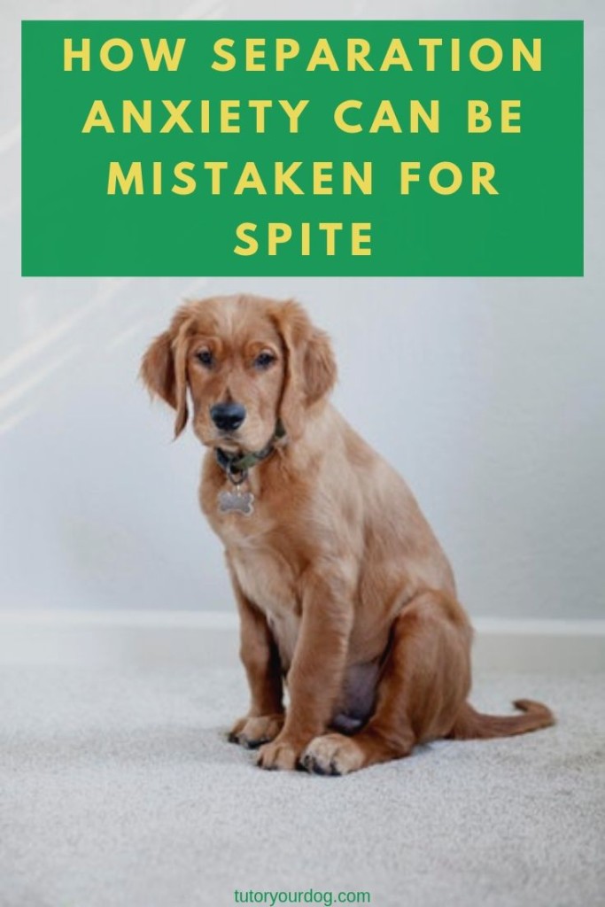 Separation anxiety is often mistaken for spite in dogs.  Dogs don't get angry at us for being left home alone, they get bored or suffer from separation anxiety.  Click throug to learn more.  