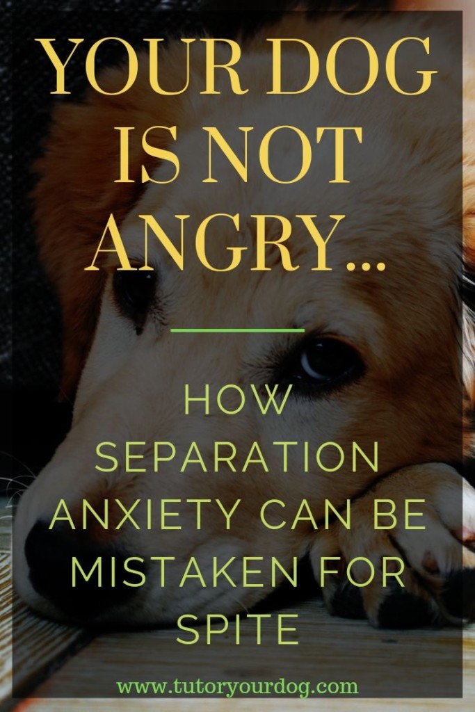 Your dog is not angry at you when you leave him home alone.  He is suffering from separation anxiety.  Click through to learn more about separation anxiety in dogs.  #separationanxiety #destructivedog 