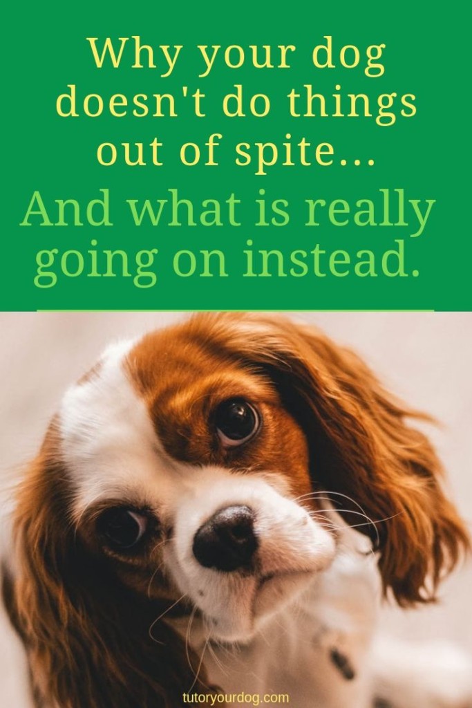 Dogs aren't like people, dogs don't do things out of spite.  When you leave your dog home alone and he is destructive he's actually suffering from this.  Click through to learn more.  #separationanxiety #destructivedog