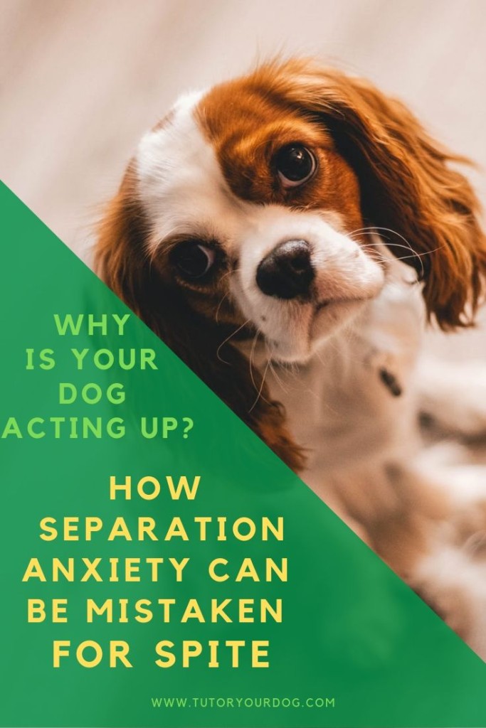 Whey is your dog acting up?  If your dog is having accidents while you are gone or destroying things in your house, he may be suffering from separation anxiety.  Click through to learn more.  #separationanxiety #destructivedog