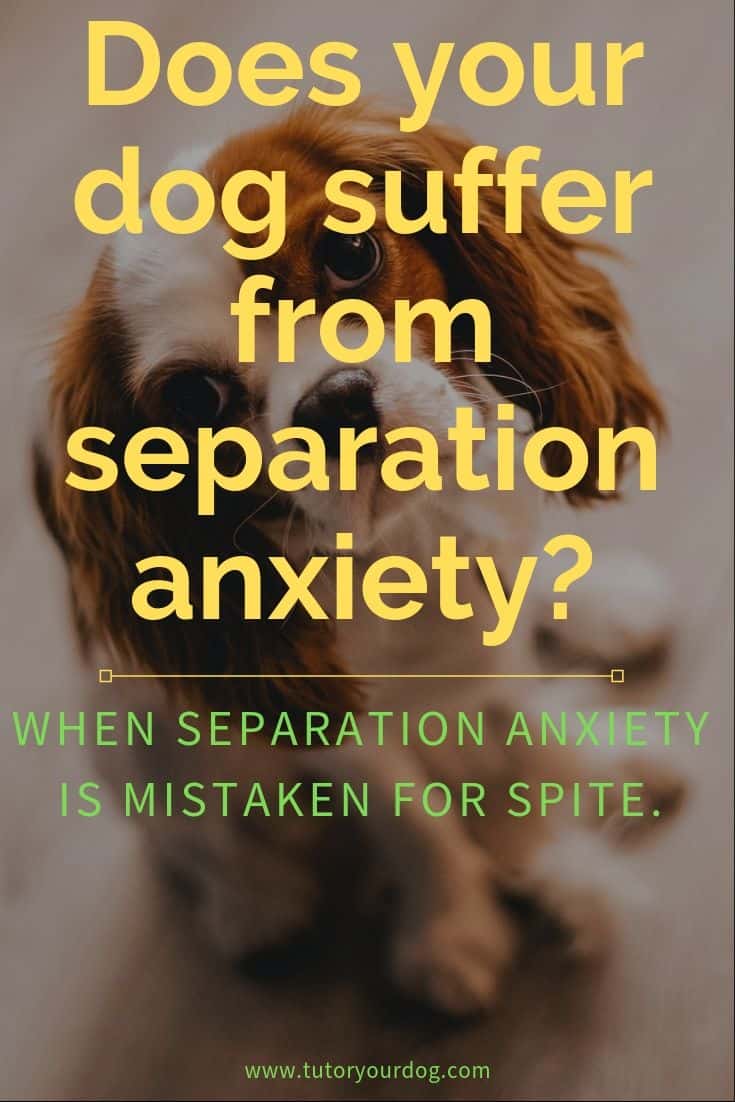 Does your dog suffer from separation anxiety?  People often mistake separation anxiety for spite but dogs don't act out of spite like humans do.  Click through to learn more about separation anxeity in dogs.  