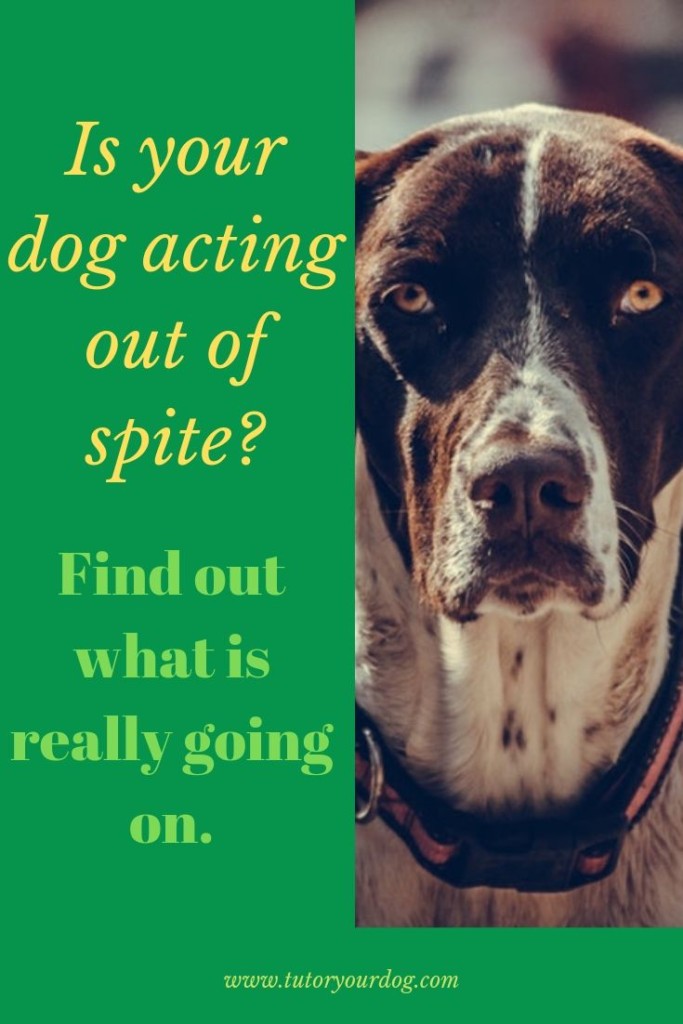 Is your dog acting out of spite?  Find out what is really going on.  Click through to read the article to see if your dog is actually suffering from separation anxiety.  #separationanxiety