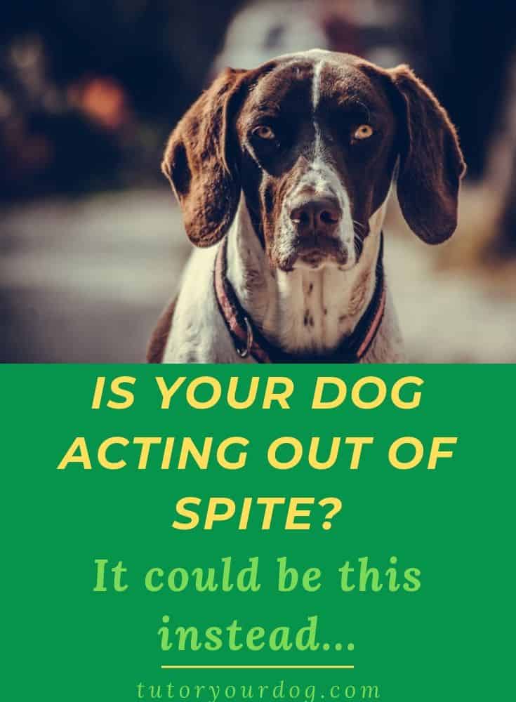 Is your dog acting our of spite?  If your dog destroys things while you are gone is he angry at you?  Find out what is really going on.  Click through to read the article to learn more.  #separationanxiety