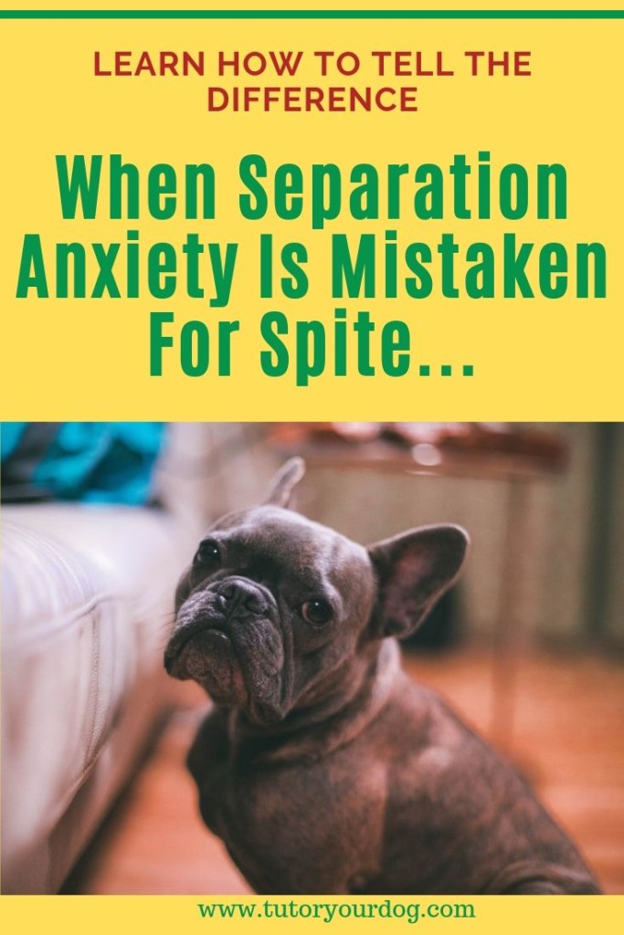 When separation anxiety is mistaken for spite.  Learn how to tell the difference.  Click through to read the article.  #separationanxiety #destructivedog #spitefuldog