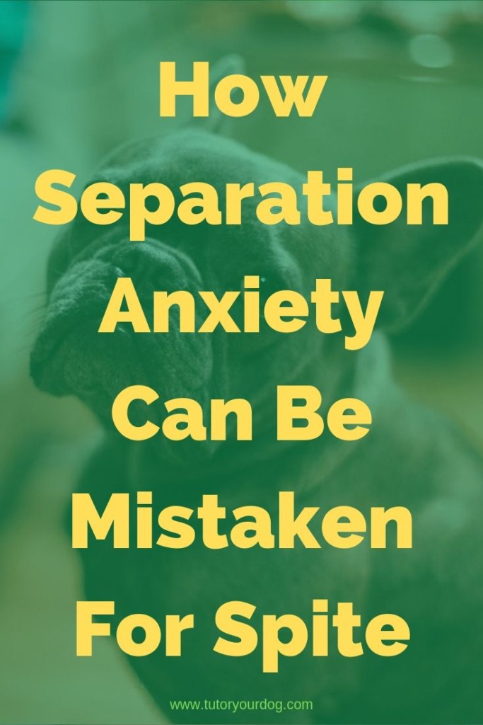 Separation anxiety is often mistaken in dogs for spite.  When you come home and find your favorite shoes chewed up, your dog isn't angry at you.  He is suffering from separation anxiety or boredom while being left home alone.  Click through to read the article to learn more.  