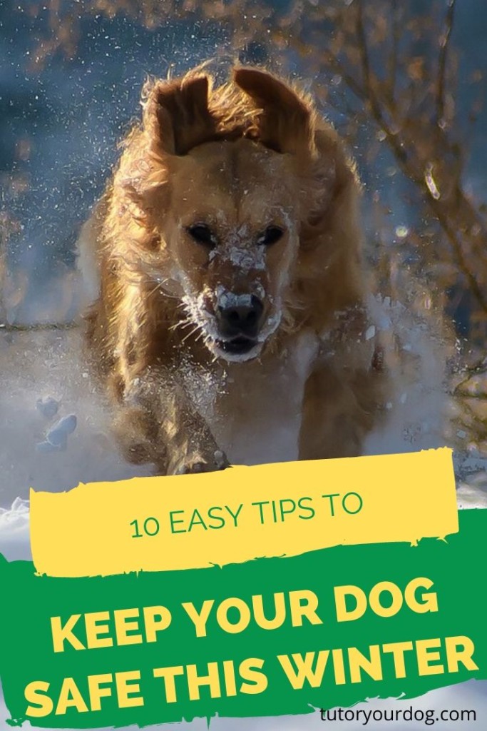 It's great to get out and enjoy the outdoors with your dog in the winter but there are some safety things to keep in mind.  Click through to check out our 10 safety tips to keep your dog safe this winter.