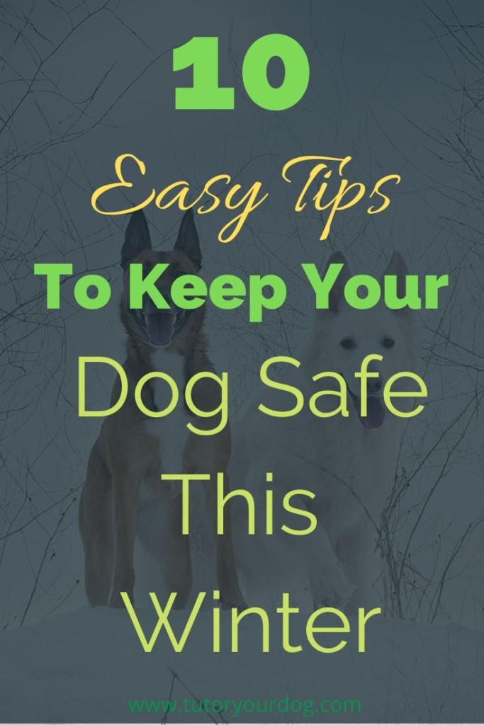 Winter can be a lot of fun but it's important to keep your dog safe.  Click through to check out our 10 easy tips to keep your dog safe this winter.