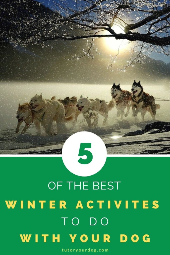 There are lots of fun activites to do with your dog in the winter.  Click through to check out our top 5 winter sports for you and your dog.