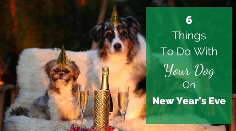6 Things To Do With Your Dog On New Year’s Eve
