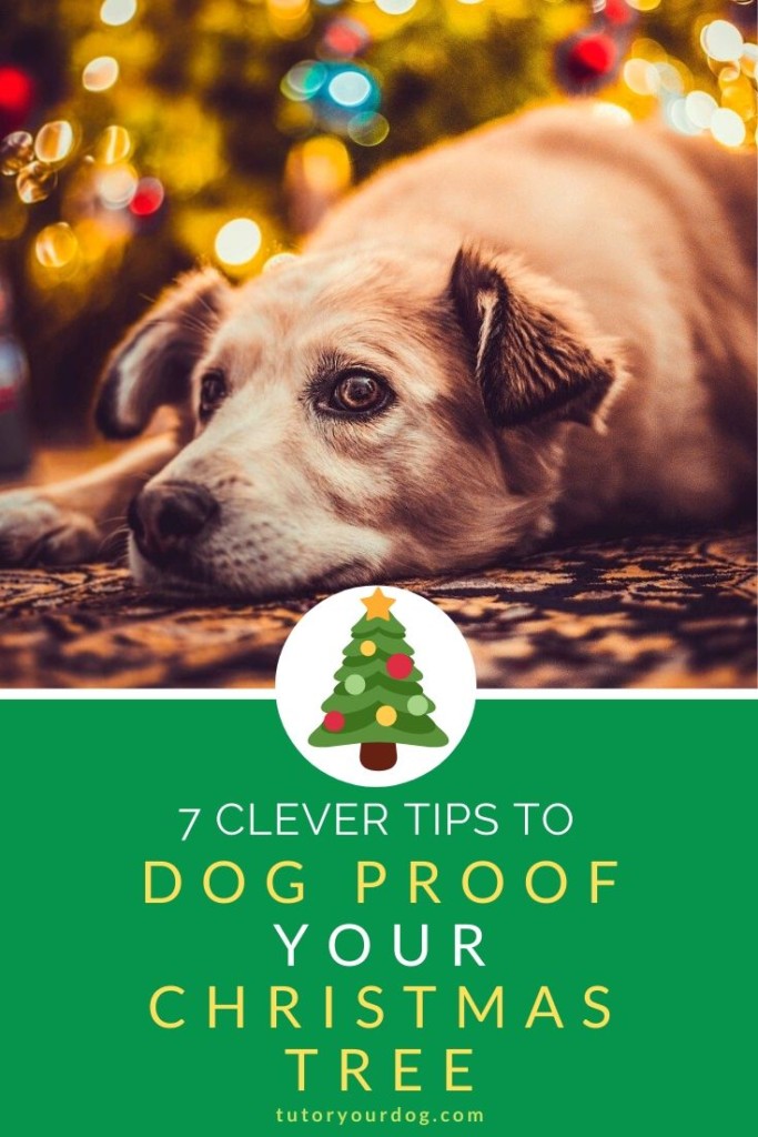 Having a Christmas tree with a dog in the house can be challenging.  Learn our 7 clever tips to dog proof your Christmas tree.  Click through to read the article.