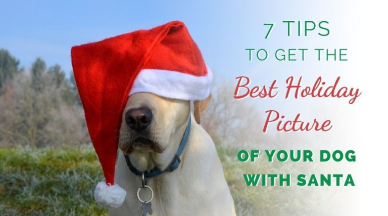 7 Tips To Get The Best Holiday Picture Of Your Dog With Santa